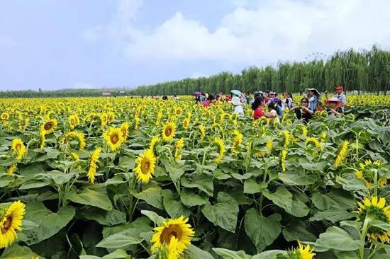 農業(yè)公園規(guī)劃,農業(yè)旅游規(guī)劃,休閑農業(yè)規(guī)劃